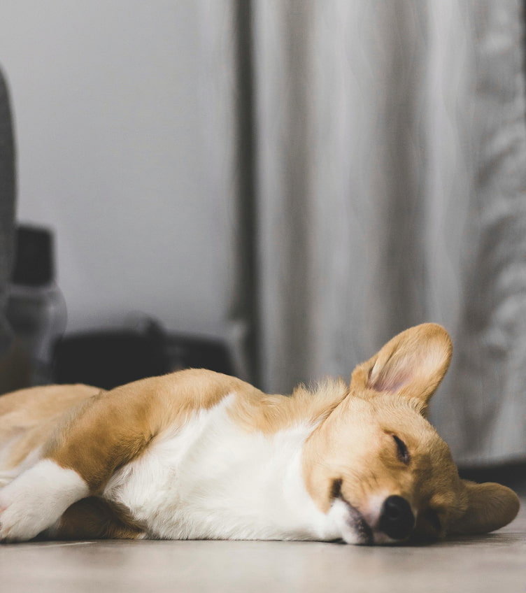 Hoposa Panorama es Pet friendly Perro dormido tumbado en el suelo